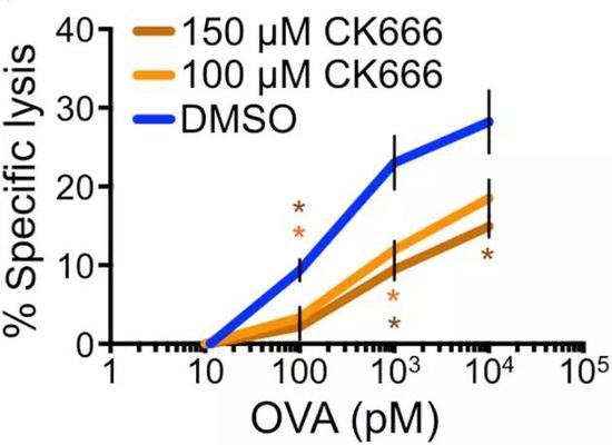 CK666作用下，T細胞對靶細胞裂解能力明顯下降